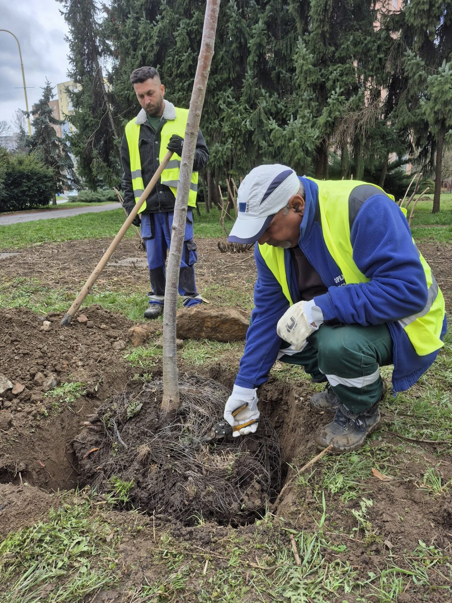 Zdroj: META/ Správa mestskej zelene v Košiciach