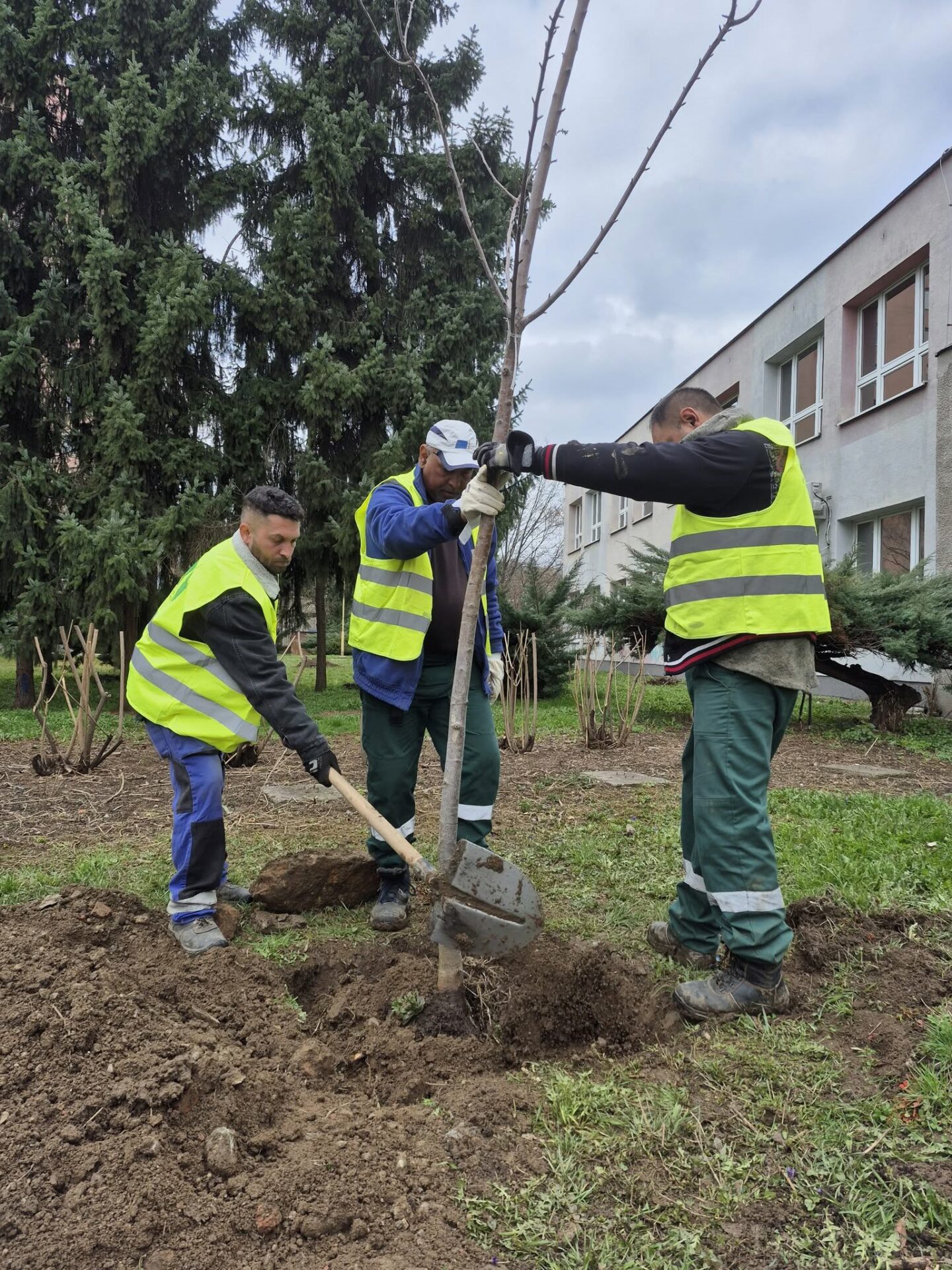 Zdroj: META/ Správa mestskej zelene v Košiciach