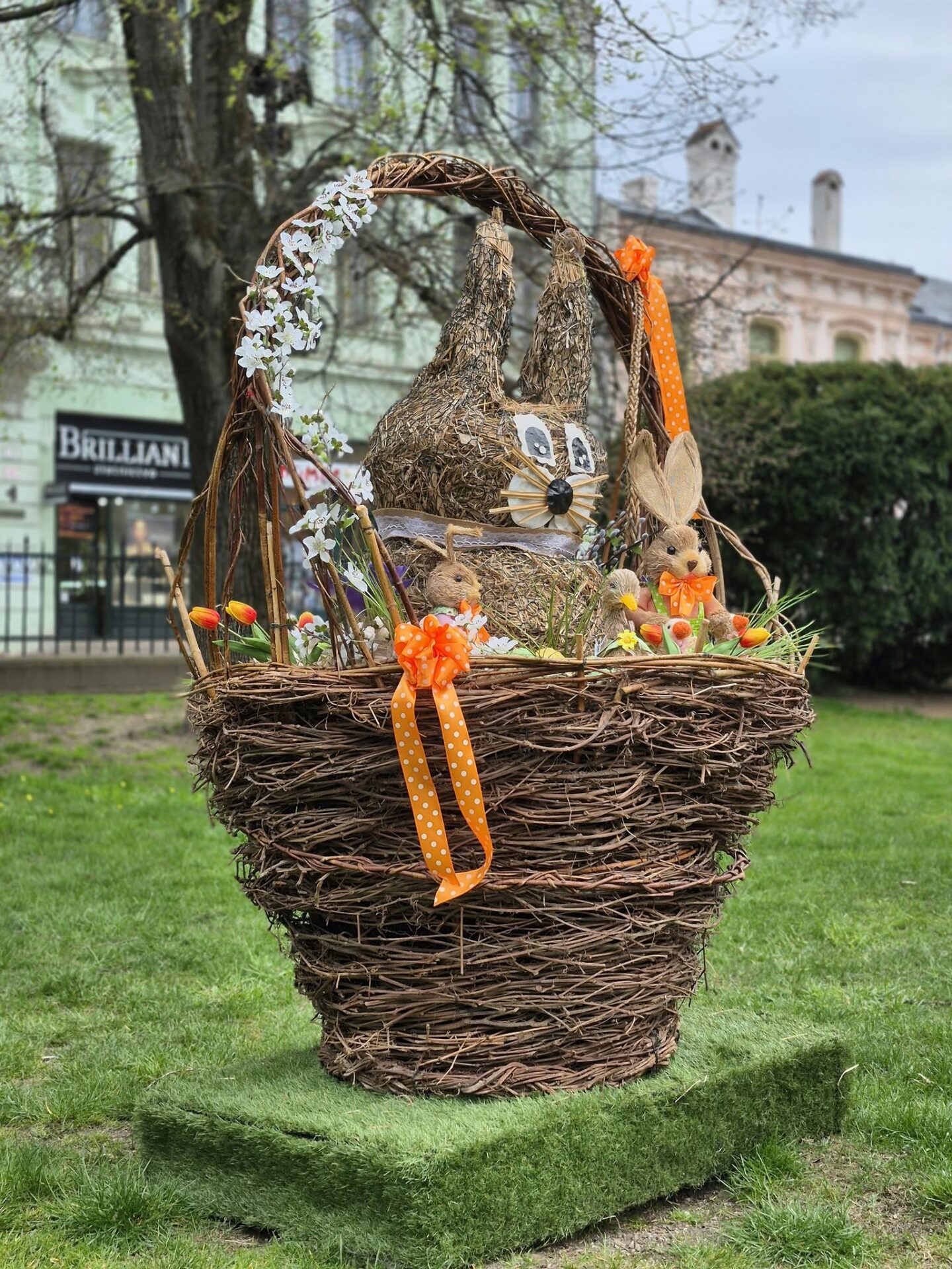 Zdroj: META/Správa mestskej zelene v Košiciach
