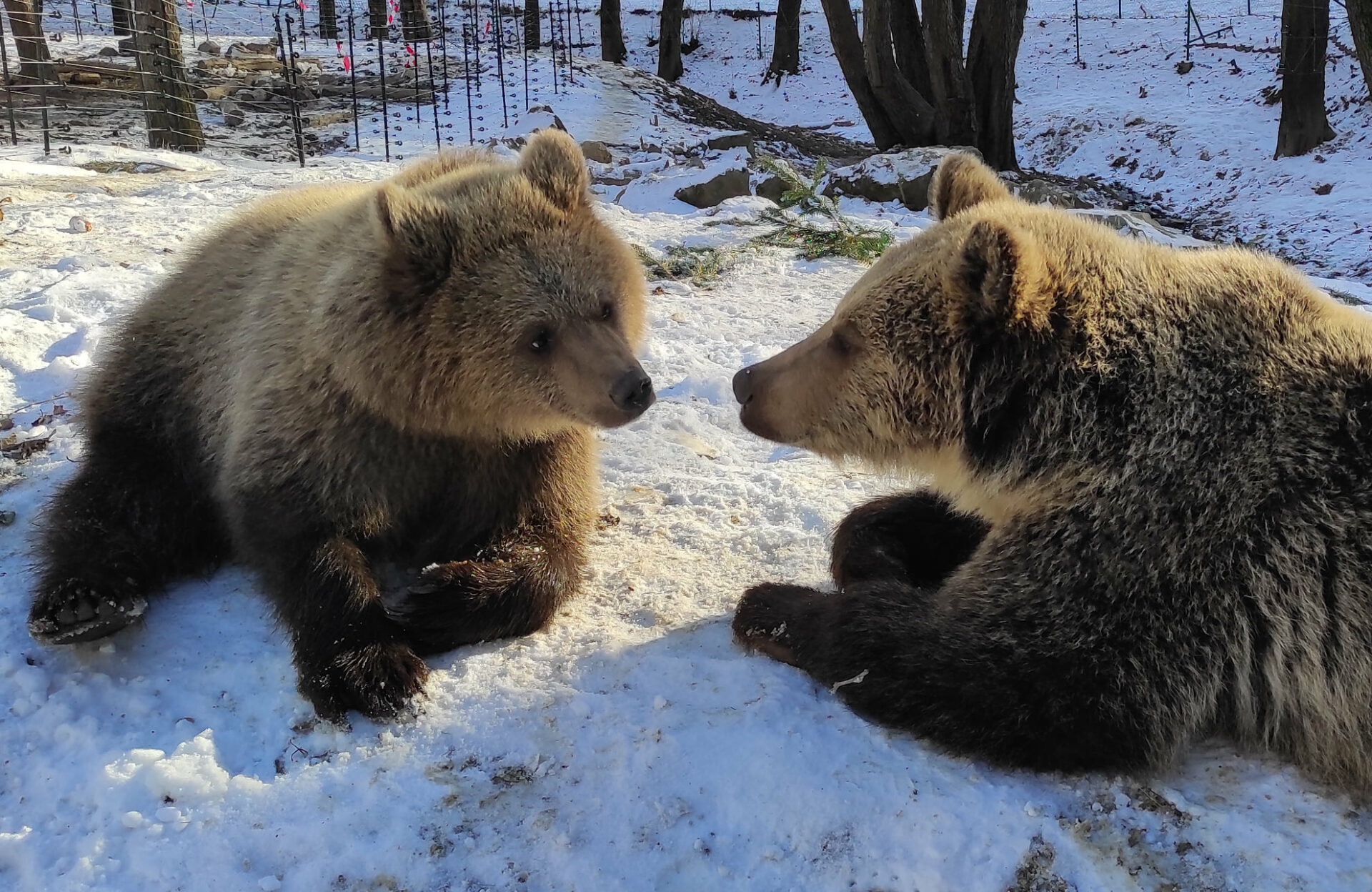 ilustračné/META/ZOO Košice