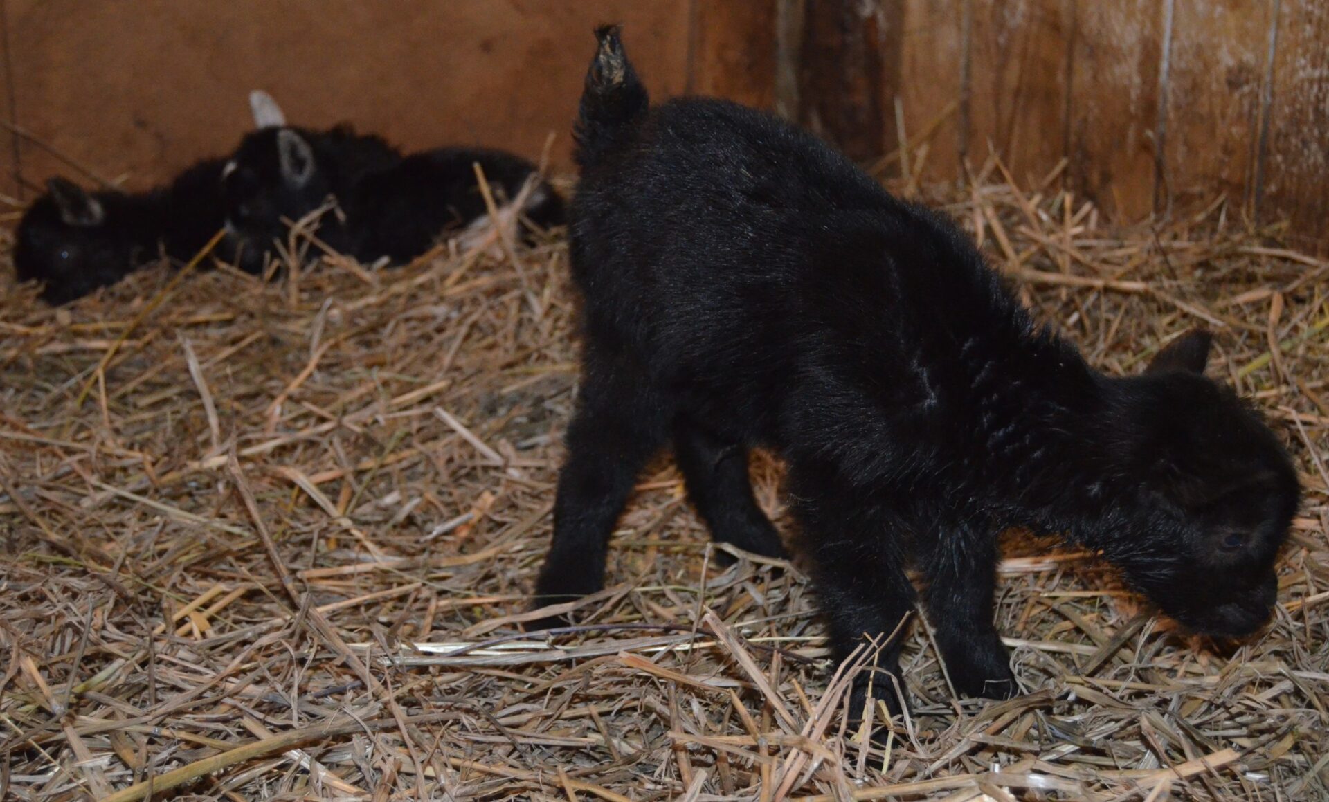 META / ZOO Košice